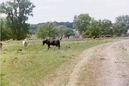 An Australian Cattle Dog is herding a cow