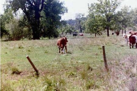 The back of an Australian Cattle Dog that is standing in front of a cow, in a field and among the herd