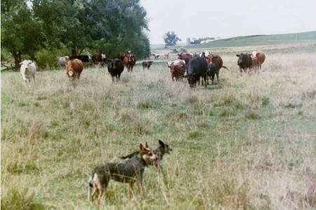 The right side of two Australian Cattle Dogs that are in a lawn across from a large herd of cattle