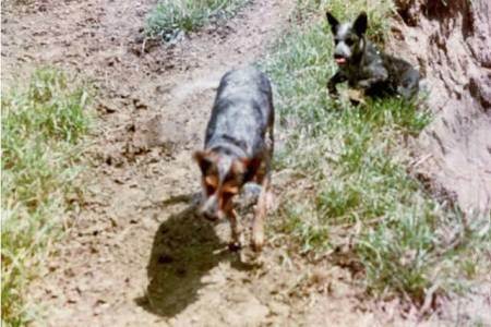 shabby køleskab disharmoni Australian Cattle Dog Breed Pictures, 4