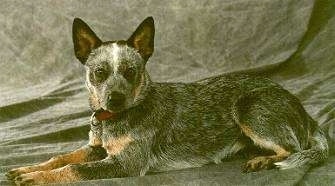 The left side of an Australian Cattle Dog puppy that is laying on a backdrop and it is looking forward.
