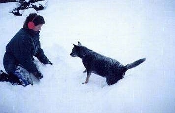 The left side of an Australian Cattle Dog that is playing around in the snow with a person in snow gear across from it.