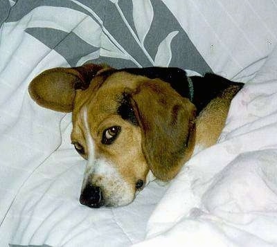 Echo the Beagle laying a bed covered in a blanket