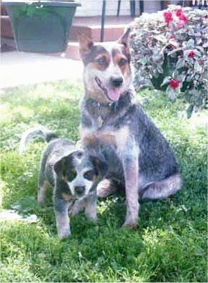 A merle Australian Cattle Dog is sitting on grass next to an Australian Cattle Dog puppy that is standing in front it. They both are looking forward.