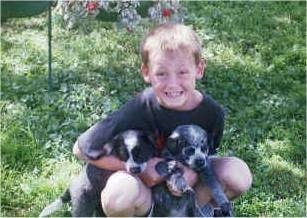 A boy sitting in a lawn is holding Two Australian Heeler puppies