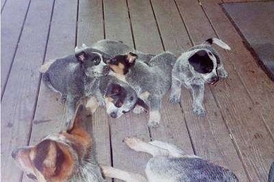 Five Australian Cattle Puppies are playing in a pile on a wooden porch.