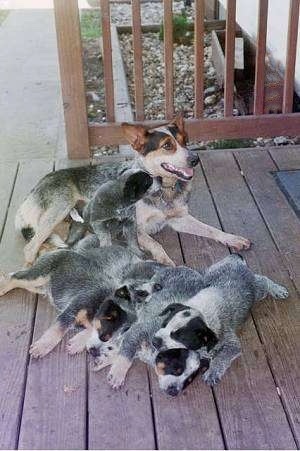An Australian Cattle Dog is laying with her mouth open and there are five Australian Cattle puppies all around her on a wooden porch