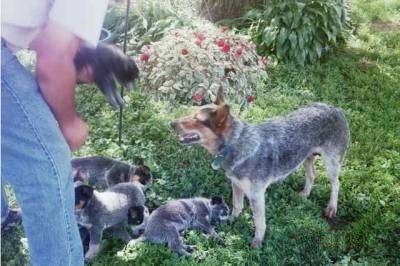 The left side of an Australian Cattle Dog that is standing outside and looking at a man to the left of here. Four Australian Cattle puppies are playing on the lawn and the person is holding one of the puppies