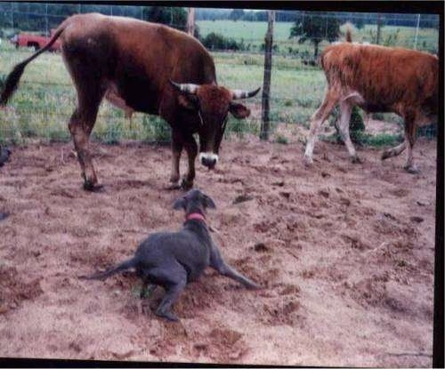 Blue Lacy dog barking at cattle