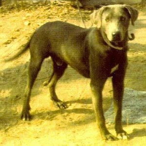 Blue Lacy standing outside in the dirt
