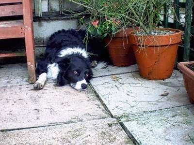 Rory the Border Collie resting outside next to flower pots