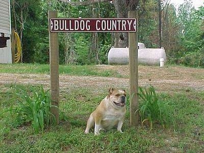 Kaddy the English Bulldog sitting under a sign that reads 'BULLDOG COUNTRY' with a house and a propane tank in the background 