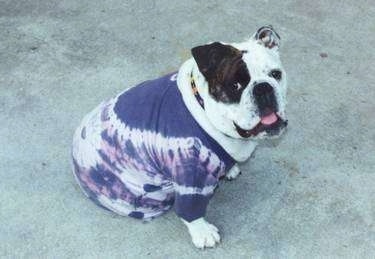 Mugzy the English Bulldog wearing a purple tie dye shirt and looking happily at the camera