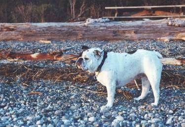Left Profile - Mugzy the English Bulldog standing outside on a rocky terrain with a down tree log in the background