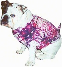 Mugzy the English Bulldog wearing a pink tie dye shirt. Mugzy is on a photoshopped white layer background