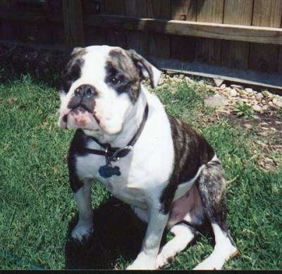 An English Bulldog is sitting in grass and it is looking up. The dog is brown brindle with white in color.