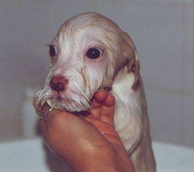 A wet dog is in a bathtub having its chin rubbed by a hand that has a silver ring on it.