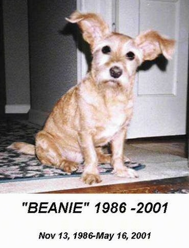 Beanie the dog sitting on a rug with its head tilted to the left. The words - 'BEANIE' 1986-2001 Nov 13, 1986-May 16, 2001