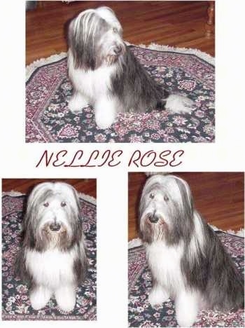 Three Pictures of Nellie Rose the Bocrder Collie with the words 'Nellie Rose' overlayed