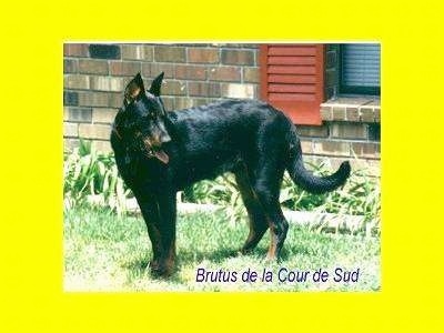 Brutus the Beauceron standing outside in front of a brick house window looking to the left with a yellow overlay border around the picture