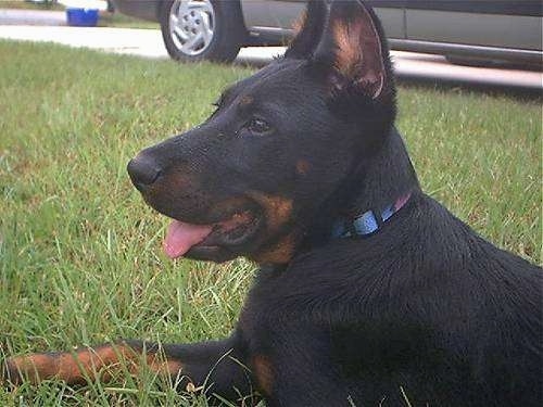 Young Toni the Beaucero laying outside with its mouth open and tongue out