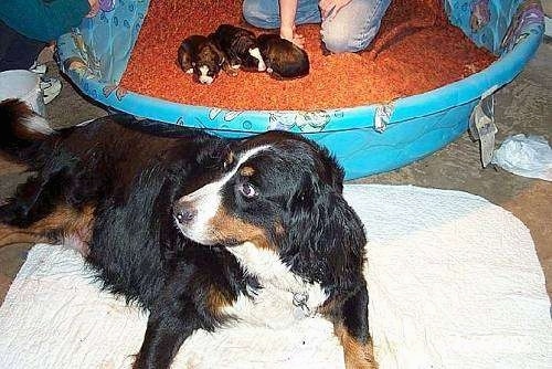 Jackie the Bernese Mountain Dog laying on a blanket on the floor with a litter of three puppies in a blanket lined blue plastic pool behind her