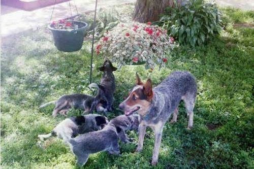The left side of an Australian Cattle Dog that is standing in a field, next to a tree with five Australian Cattle Puppies who are playing in the lawn.