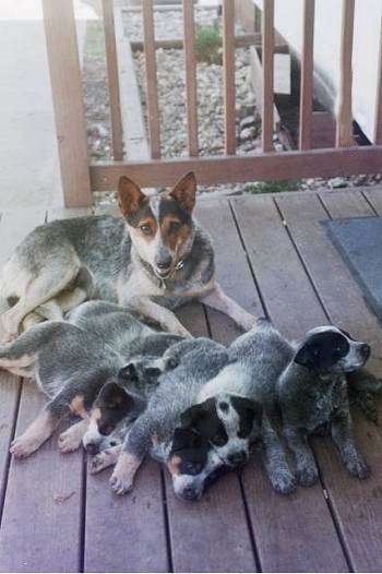 An Australian Cattle Dog is laying on a wooden porch behind a litter of five Australian Cattle puppies