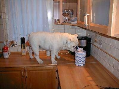 Clarence the Bulldog walking on a kitchen countertop sniffing a ceramic treat jar