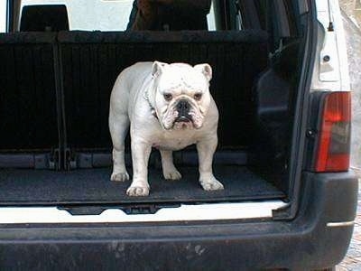 Clarence the Bulldog standing in the back of a vehicle's hatch area