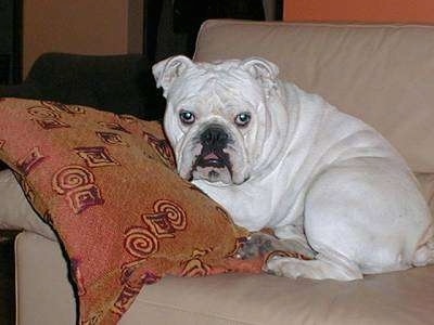 Clarence the Bulldog laying on a tan leather couch leaning on a pillow