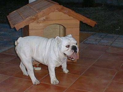 Clarence the Bulldog standing outside on a patio next to a doghouse with his mouth open and tongue out