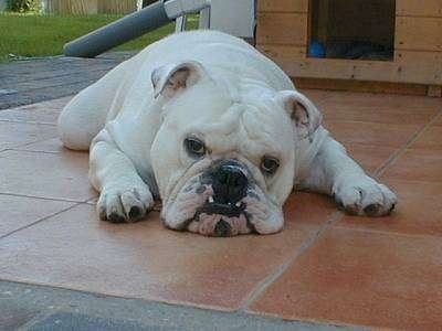 Clarence the Bulldog laying down on the back porch in front of a doghouse