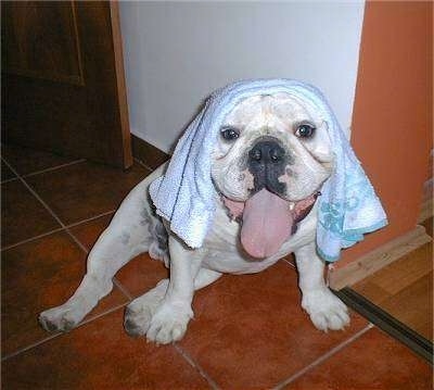 Clarence the Bulldog sitting on a tiled floor against a wall with a towel on his head with his mouth open and tongue out