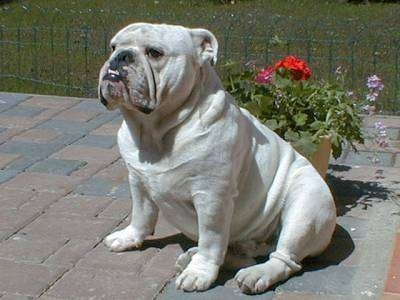 Clarence the Bulldog sitting outside on a brick porch in front of a potted plant