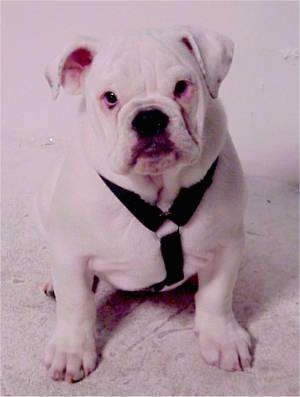 Floyd the white Bulldog puppy wearing a black harness sitting on a carpet and looking at the camera holder