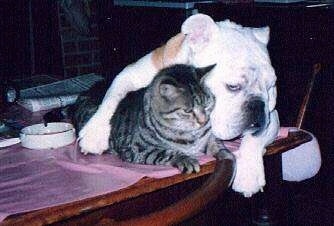 Squirt the white and orange Bulldog laying on a table top with his arm overtop of Brutus the gray tiger cat who is also laying on the a table