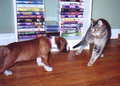 Trudy the Boxer puppy carefully walking towards Fiona the kitten who is fluffed out and stiff. In the background is a stack of VHS Movies