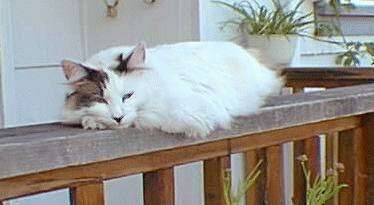 Maggie the Manx Cat is laying on a wooden banister outside in front of a house