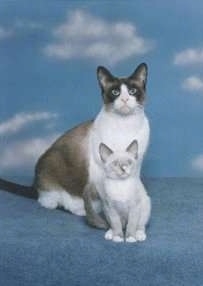 A Snowshoe Cat and Snowshoe Kitten are sitting on a blue carpet in front of a background with clouds