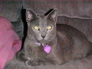 Chittie the Russian Blue cat is laying on a couch and looking towards the camera holder