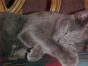 Chittie the Russian Blue cat is sleeping on a bed
