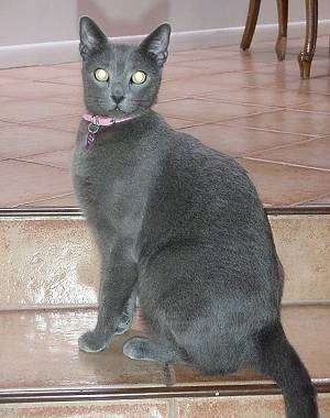 Chittie the Russian Blue cat is sitting on an indoor step leading to a dining room looking toward the camera holder