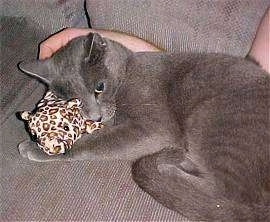 Chittie the Russian Blue cat is laying in the lap of a person on top of a small plush leopard toy