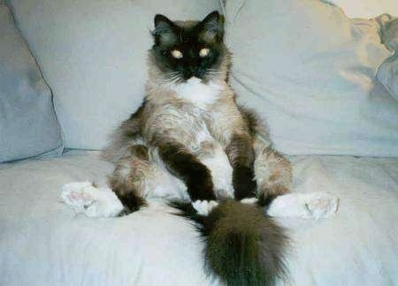 A black with white and tan ragdoll cat is sitting on a couch with its bum flat on the bottom and its legs spread and a fluffy tail coming out from between the legs.