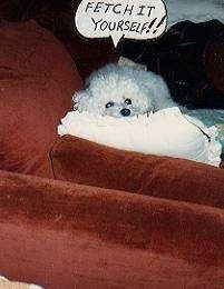 A white Fluffy dog is laying on a pillow on top of a red couch. There is a thought bubble that says - FETCH IT YOURSELF!!!