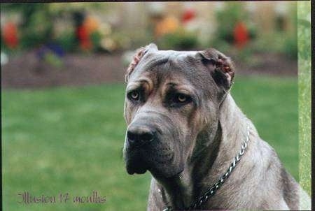 Cane Corso Italiano sitting outside in grass with flowers in the background