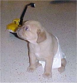 A Cane Corso Italiano puppy waring a diaper sitting on a tan floor with a yellow child's crane toy in the background