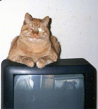 Caraticus a One-eyed Cat is laying on top of a CRT television