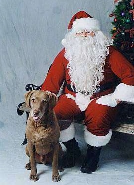 Whiskey the Chesapeake Bay Retriever is sitting next to a Santa Claus that is sitting on a bench with a Christmas tree behind them